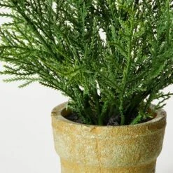 Small Potted Cyprus - Threshold™ Designed With Studio McGee -Threshold Designed W/Studio Mcgee GUEST 54096500 37dc 4b77 a920 a283c8e88bb1